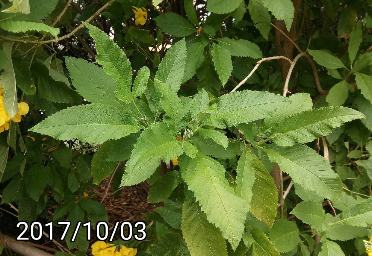 金喇叭木、黃鐘花、Tecoma castanifolia、 yellow trumpetbush, yellow bells, yellow elder, ginger-thomas
